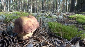Белый гриб закончился, зато ягод набрали.
