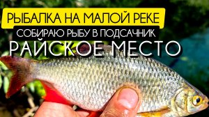 РЫБАЛКА НА МАЛОЙ РЕКЕ! ЩУКА СОШЛА С УМА... Собираю рыбу в подсачник!