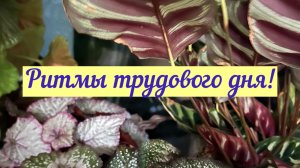 Ритмы трудового дня!