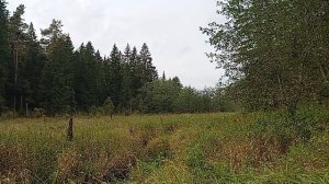 Лесная плотина бобров