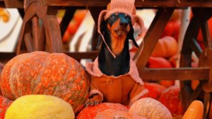 Приходи к мне в амбар! Ровно в полночь. Тыквы- в мерседесы! Юмор.