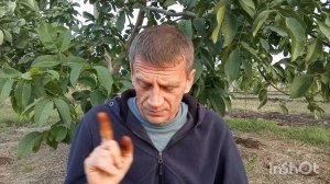 Агростим в ореховодстве. Как упростить сбор урожая.