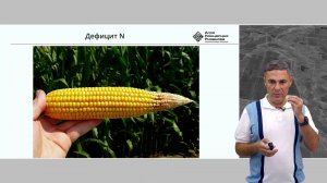 Силосная кукуруза: система питания, расчёт норм NPK и биологическое питание | Сергий Ризанов