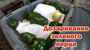 Укладываем зеленый перец на дозаривание