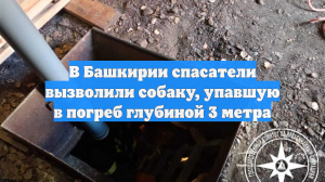 В Башкирии спасатели вызволили собаку, упавшую в погреб глубиной 3 метра