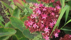 Пр. Октябрьский. Жк Панорама, б - р Заречный. Кемерово