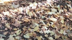 Место релакса Академ 2. Вот у кого можно поучиться релаксировать! ☺️ Ещё, голуби - лучшие слушатели