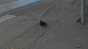 Голубь у автобусной остановки DSCN6750