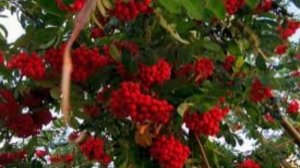 23 сентября - Петр и Павел Рябинники. Народные приметы и традиции