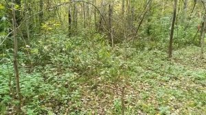 Авторское стихотворение " ОСЕНЬ".