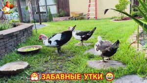Забавные утки мускусные и пекинские на свободном выгуле со своими друзьями ч.(234) ❣️🤗😂