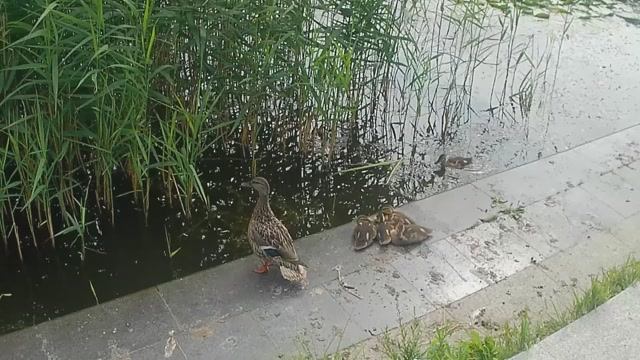 Прогулка по Светлогорску перед переездом из Калининграда
