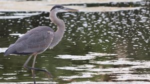 Серая цапля в обычных дневных заботах.