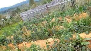 Подвой для груши Ва 29