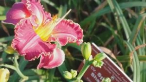 Ботанический сад МГУ осенью 2025 г.