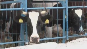 В Ейском районе завершился краевой смотр-конкурс среди операторов искусственного осеменения