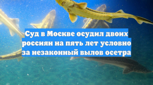 Суд в Москве осудил двоих россиян на пять лет условно за незаконный вылов осетра