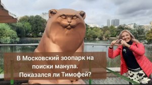 В Московский зоопарк на поиски манула. Показался ли Тимофей?
