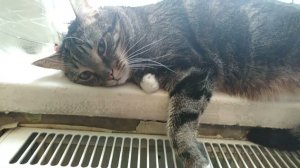 Тоша лежит на подоконнике