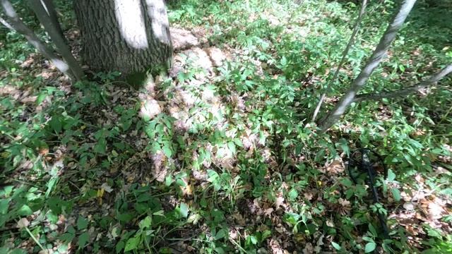 Поисковая разведка. Нашёл замусоренную траншею.