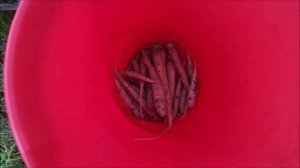 С морковкой не задалось. Высотные работы закончились. Новые ништяки на даче. #урожай2025
