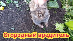 Огородный вредитель.