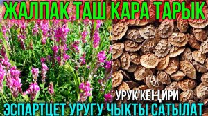 МЕСТНЫЙ ЭСПАРТЦЕТ УРУК ЧЫКТЫ  #байтв