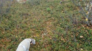 Отогреваю бабочку/ Прокололи колесо/ Наелись брусники/