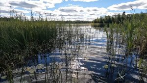 Озеро Глушневское Псковская область