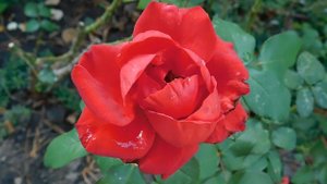 21..09..2025  кмр   (43)