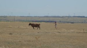 Избербаш_Василиса и коровы_2025_08_19