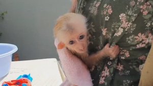 Обезьянка милашка щебечет соловьём заливается после купания маму зовёт уцепилась не отпускает истери