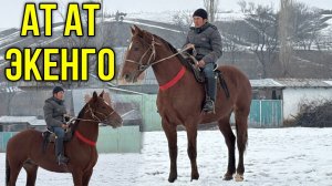 УЛАКА ЧААП АЛСЫН ТАЗА КАНДУУ ЖЫЛКЫ  #байтв