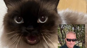 Моя кошка Панда