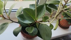 Немного о комнатных цветах