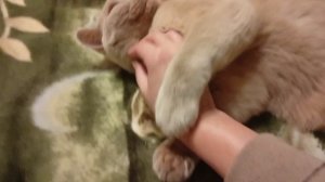 Ой, гладьте меня, ласкайте меня,ведь я такой хорошенький ☺️