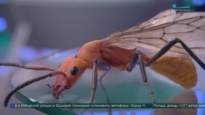 Учёные Петербурга открыли новый вид «рогатых» муравьёв