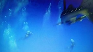 Жажда любви  -. живет в крови нашей, плоти. читает автор Богдан Бандура.