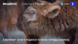 В Великом Устюге родился телёнок породы Хайленд