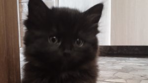 Черничка, милый игривый котенок, последний день дома, отдали в добрые руки