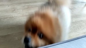 Айко Гавкает!!!!