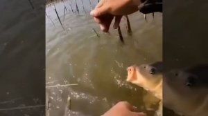 Клюнуло 🎣👍