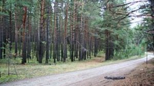 Кто они? Работники леса