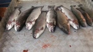 хороший улов на малом водоёме