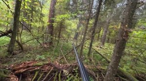 Охота на рябчика. Новые для меня угодья. #hunting #охота #охотанарябчика