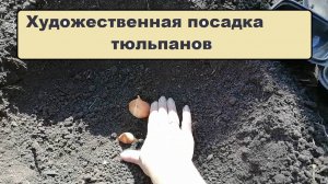 Посадка тюльпанов букетом, на разную глубину