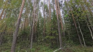 Поход за грибами