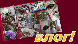 ВЛОГ: ВЫБИРАШКИ И МОТИВАШКА К УБОРКЕ! ЧИСТОТА ТРЕБУЕТ (ПУШИСТЫХ) ЖЕРТВ!!!