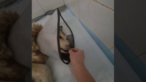 Пальма нуждается в помощи