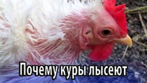Почему домашние куры лысеют причины, лечение, профилактика